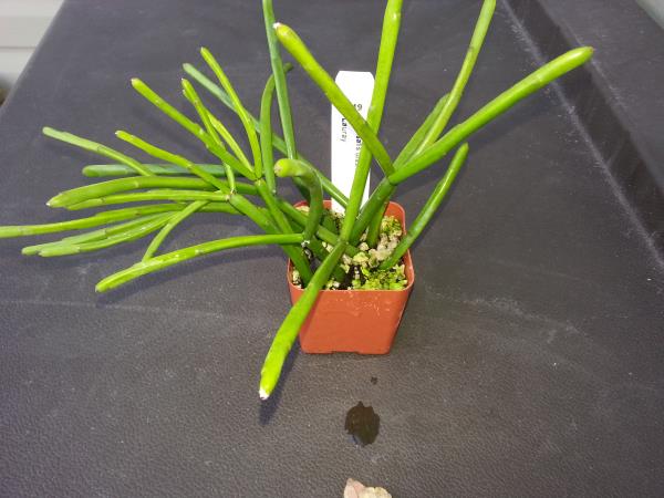 http://www.cloudjungle.com/cloudjungle/Cactaceae/Rhipsalis/Rhipsalis dissimilis f marnieriana.jpg